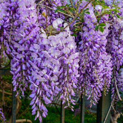 Glicynia chińska 2L