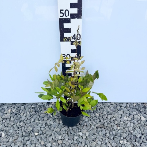 Glicynia chińska 2L