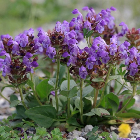 Głowienka wielkokwiatowa Freelander Blue P9(0,5L)