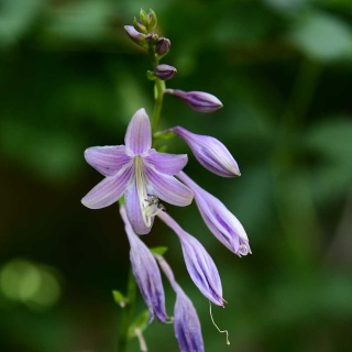 Hosta Clausa P11(1L)