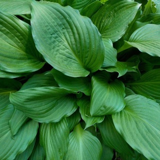 Hosta Collosal 3L