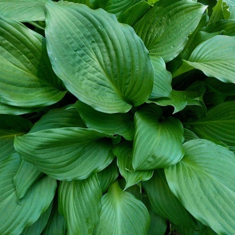 Hosta Collosal 3L