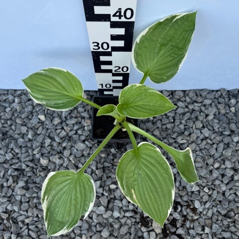Hosta Francee 2L