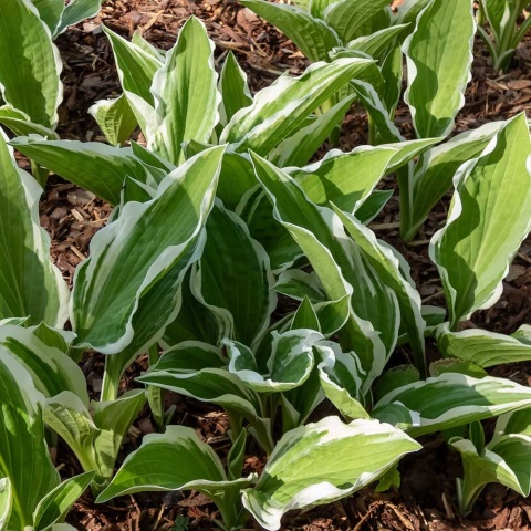 Hosta Ginko Craig P11(1L)