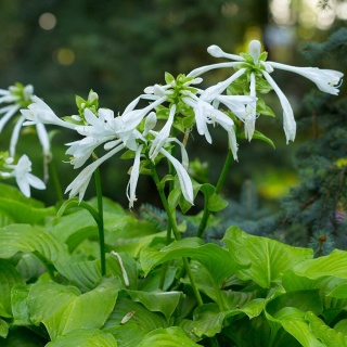 Hosta Grandiflora 2L