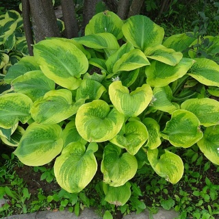 Hosta Guacamole 2L