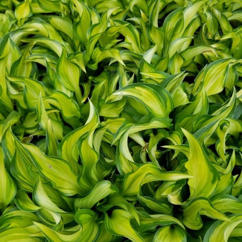 Hosta Lakeside Little Tuft P11(1L)