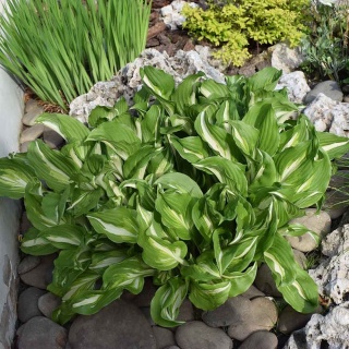 Hosta Mediovariegata 1,5L