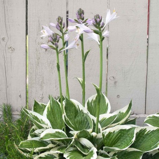 Hosta Minute Man 2L
