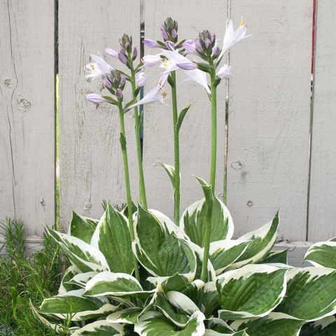 Hosta Minute Man 2L
