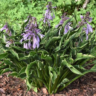Hosta Praying Hands 2L
