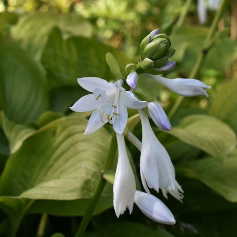 Hosta Royal Standard 1,5L