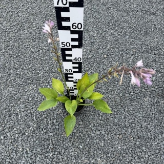 Hosta Sieboldiana 2L