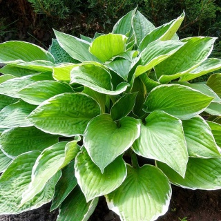 Hosta Winter Snow 2L