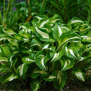 Hosta falista Mediovariegata P11(1L)