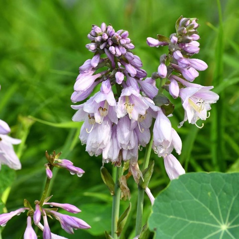 Hosta rozdęta P11(1L)