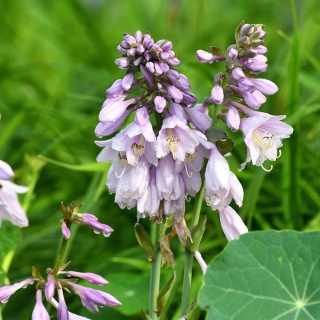 Hosta rozdęta P9(0,5L)