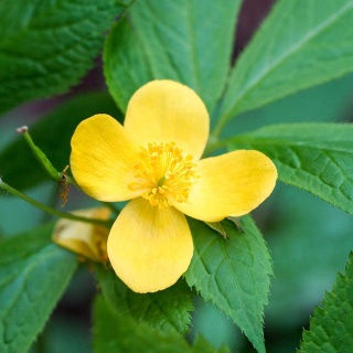 Hylomekon japoński P11(1L)