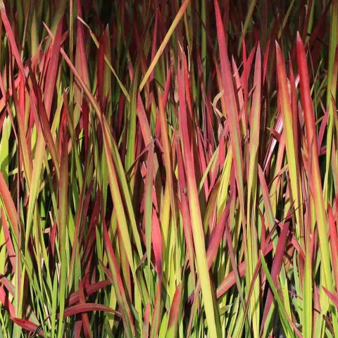 Imperata cylindryczna Red Baron 2L