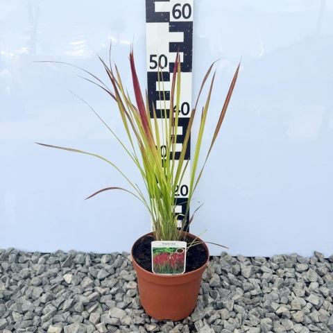 Imperata cylindryczna Red Baron 2L