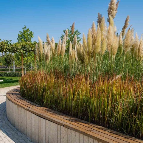 Imperata cylindryczna Red Baron P11(1L)