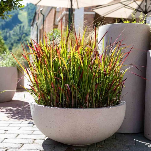 Imperata cylindryczna Red Baron P11(1L)