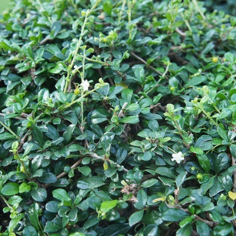 Irga Dammera Major 0,5L