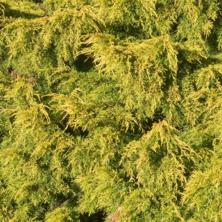 Jałowiec Golden Joy 2L