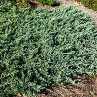 Jałowiec Little Joanna 5L