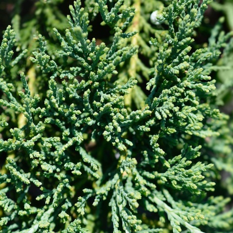 Jałowiec płożący Wiltonii 2L