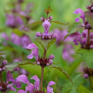 Jasnota plamista Chequers P9(0,5L)