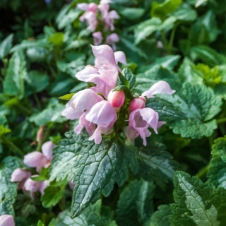 Jasnota plamista Roseum P9(0,5L)