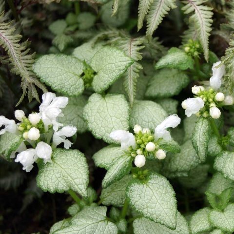 Jasnota plamista White Nancy P11(1L)