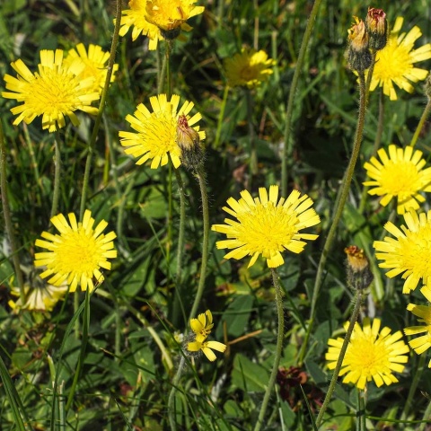 Jastrzębiec kosmaczek P9(0,5L)