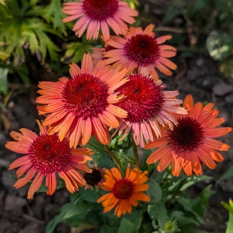 Jeżówka Carot Cake 2L