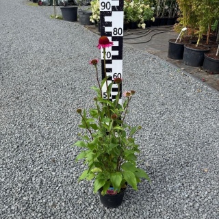 Jeżówka Delicious Candy 2L