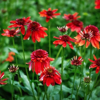 Jeżówka Eccentric 2L