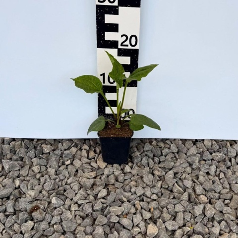 Jeżówka Green Twister P9(0,5L)