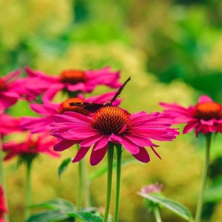 Jeżówka Meadow Mama 2L