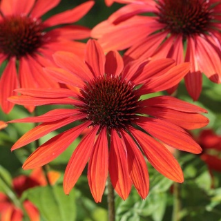 Jeżówka Pearl Deep Red 2L