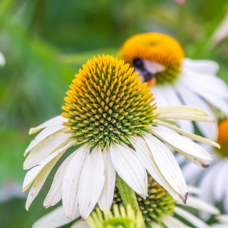 Jeżówka Pow Wow White 2L