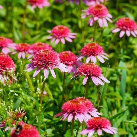 Jeżówka Raspberry Truffle 2L