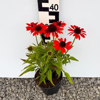 Jeżówka Red Pearl 3L