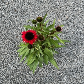 Jeżówka Red Pearl 3L