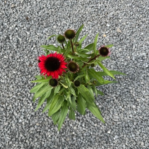 Jeżówka Red Pearl 3L