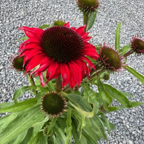 Jeżówka Red Pearl 3L