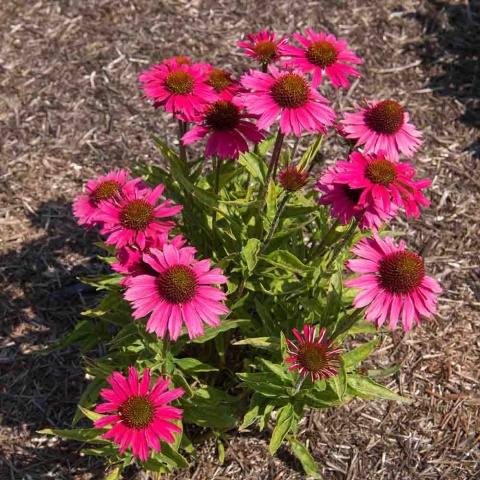 Jeżówka Sensation Wild Romance 2L