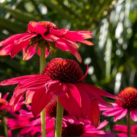 Jeżówka Sun Magic Vintage Red 2L