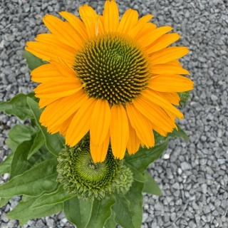 Jeżówka Sunseekers Golden Sun 3L