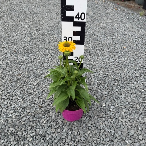 Jeżówka Sunseekers Golden Sun 3L